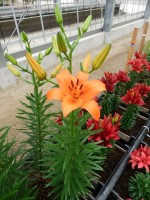 [5020 Brunello No01.JPG]